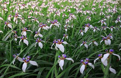 游骑兵解释《乐高地平线大冒险》为何登陆Switch：游戏适合所有人